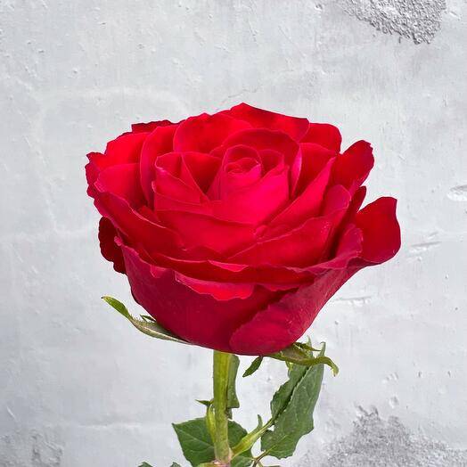 Роза красная 50 см 