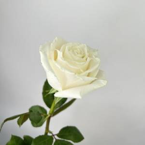 Белые розы поштучно