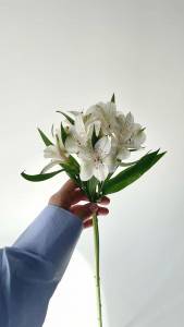 Альстромерия 