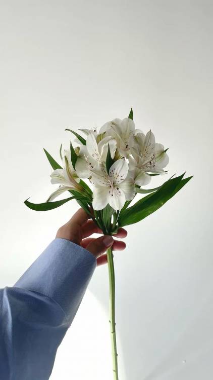 Альстромерия 