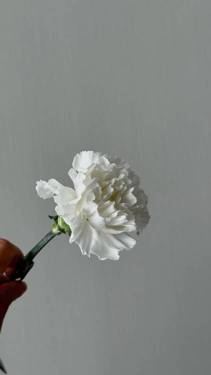 Гвоздика Гвоздика