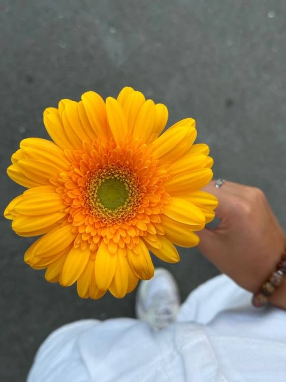 Гербера макси 