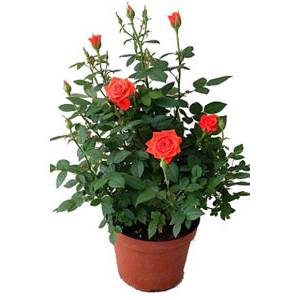 Роза комнатная