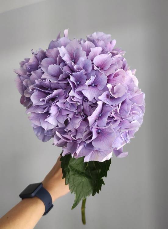 Гортензия Гортензия