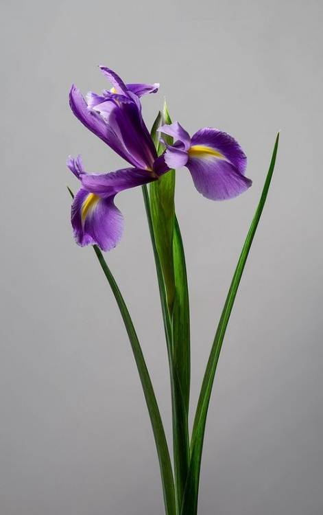 Ирис синий