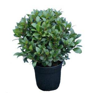 Лавр благородный