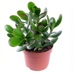 Крассула (Денежное дерево)