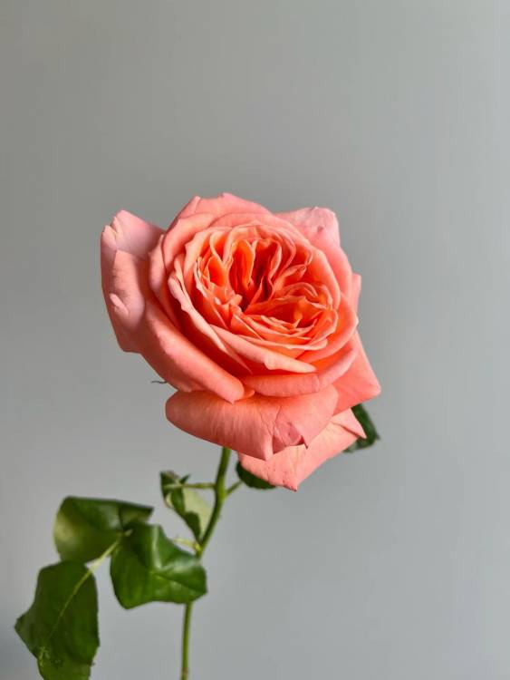 Пионовидная роза одноголовая