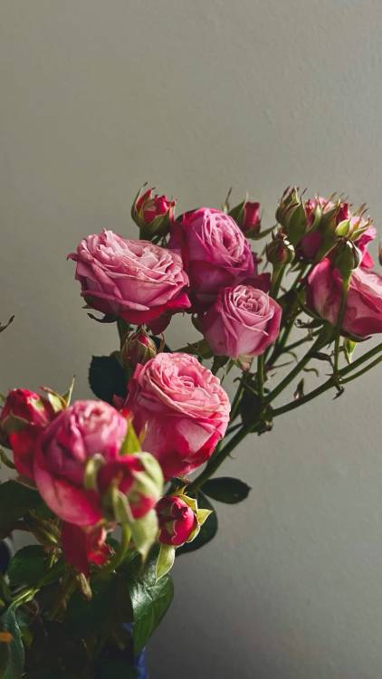 Роза кустовая пионовидная 