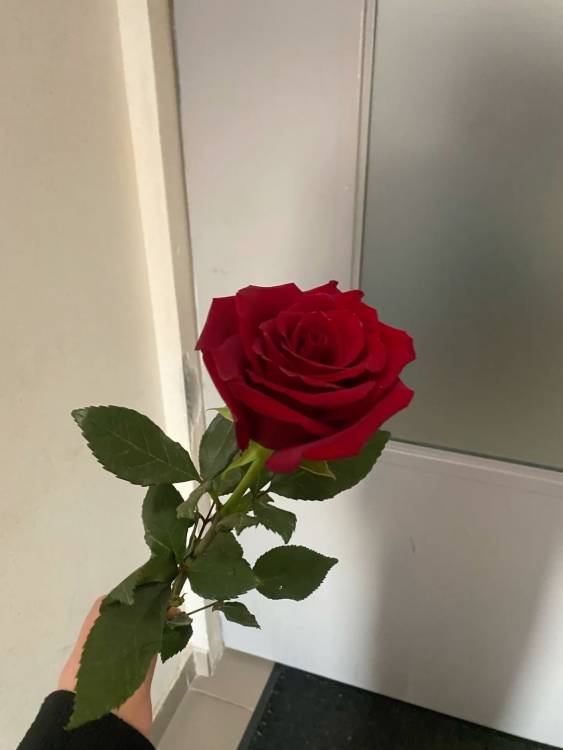 Роза 60 см (Эквадор) Роза 60 см (Эквадор)