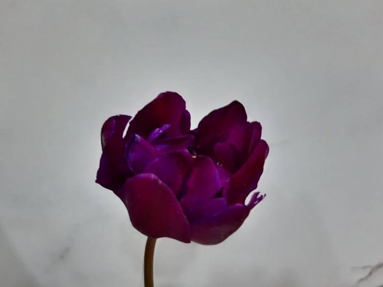 Тюльпан пионовидный