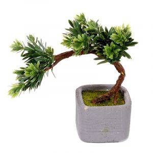 Растение Бонсай