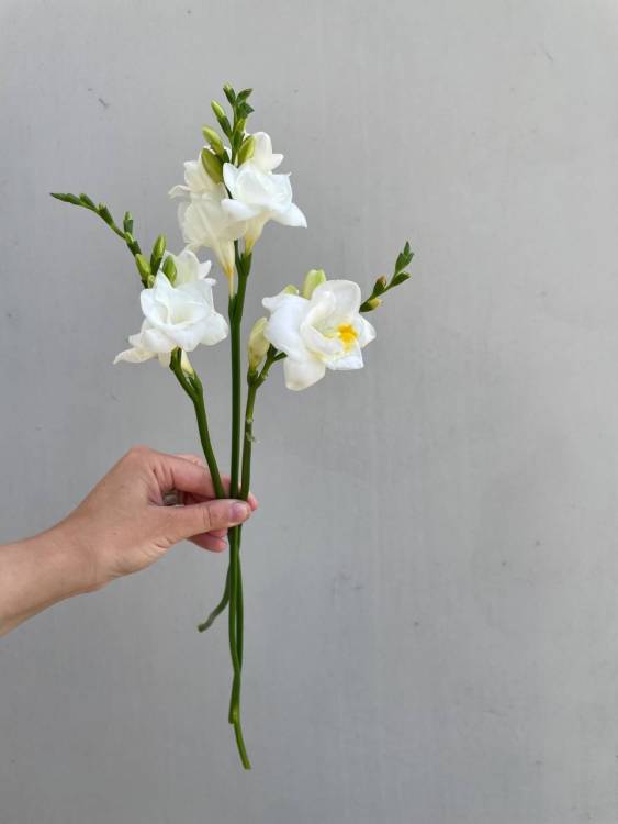 Фрезия Фрезия