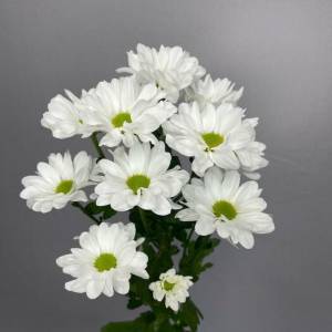 Хризантема кустовая