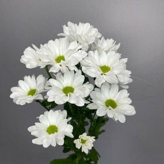 Хризантема кустовая