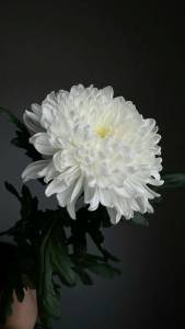 Хризантема одноголовая 