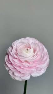 Ранункулюс 