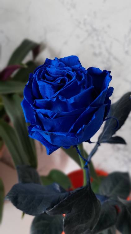 Роза синяя Роза синяя