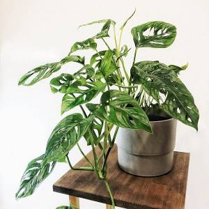 Монстера Monkey Mask