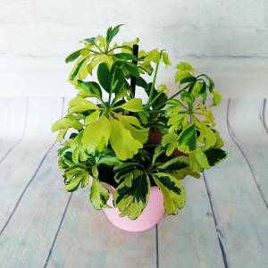 Комнатный Шефлер