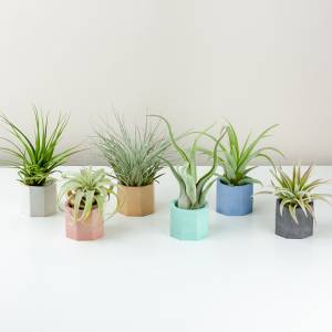 Комнатные Растения Купить В Ростове На Дону