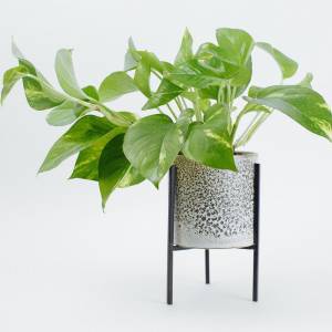 Комнатный цветок Pothos