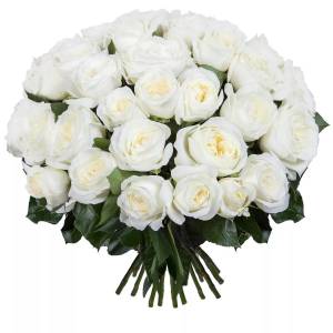 Букет из 25 пионовидных роз «Alabaster»