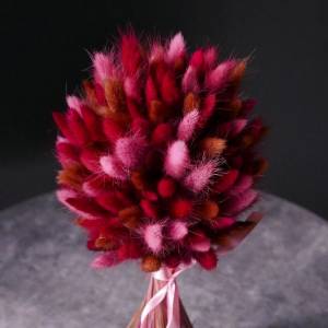 Лагурус "Пушистое Облако"